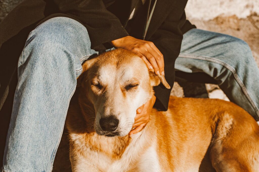 can dogs eat pepper jack cheese