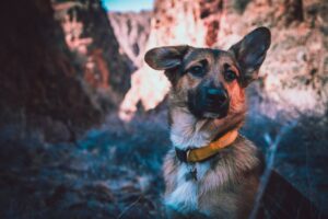 Can Dog Eat Almond Flour