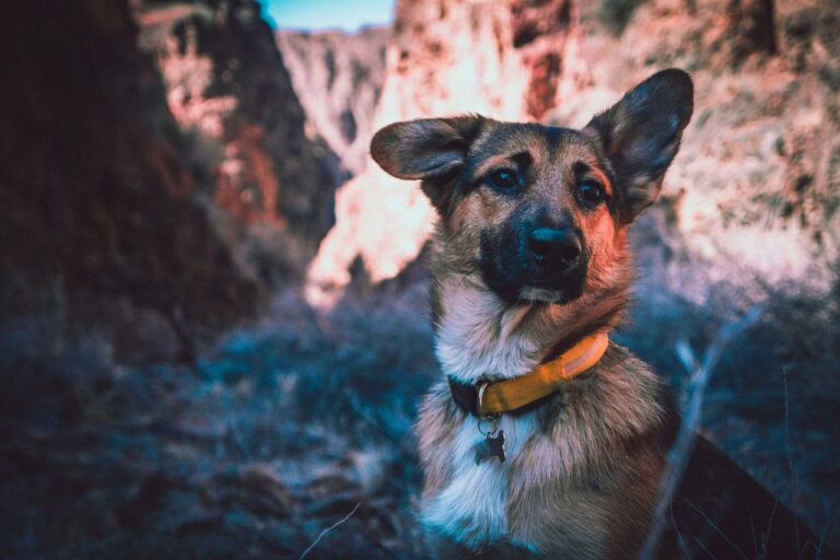 Can Dog Eat Almond Flour