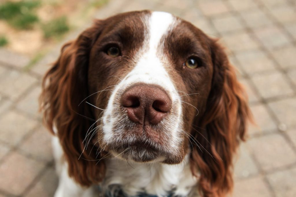 can dogs eat cauliflower