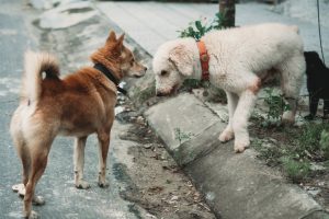 can dogs eat tamarind