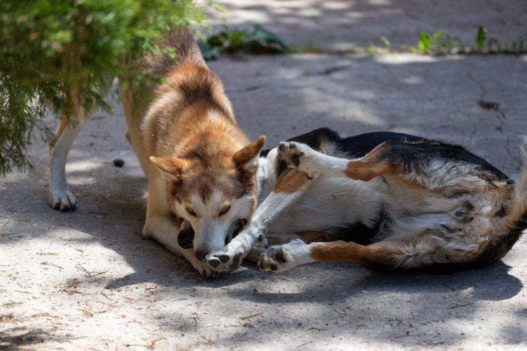 can dogs eat cherry plums