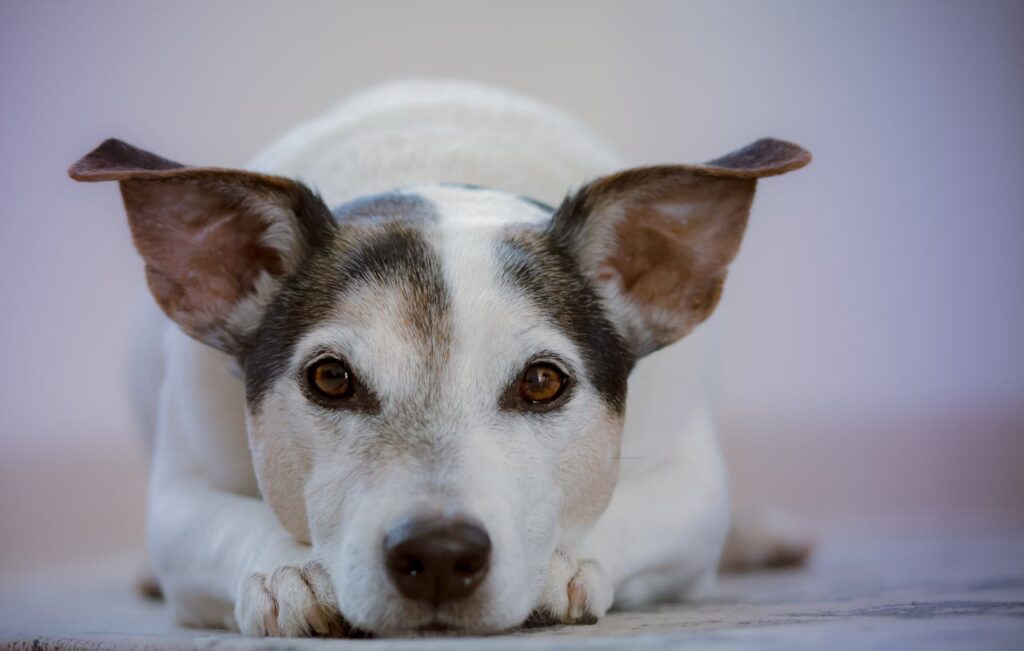 can dogs eat apricots dried