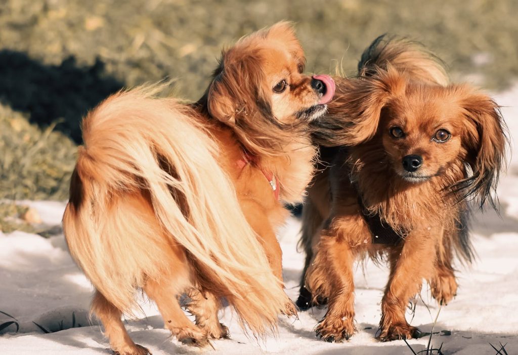 can dogs eat watercress