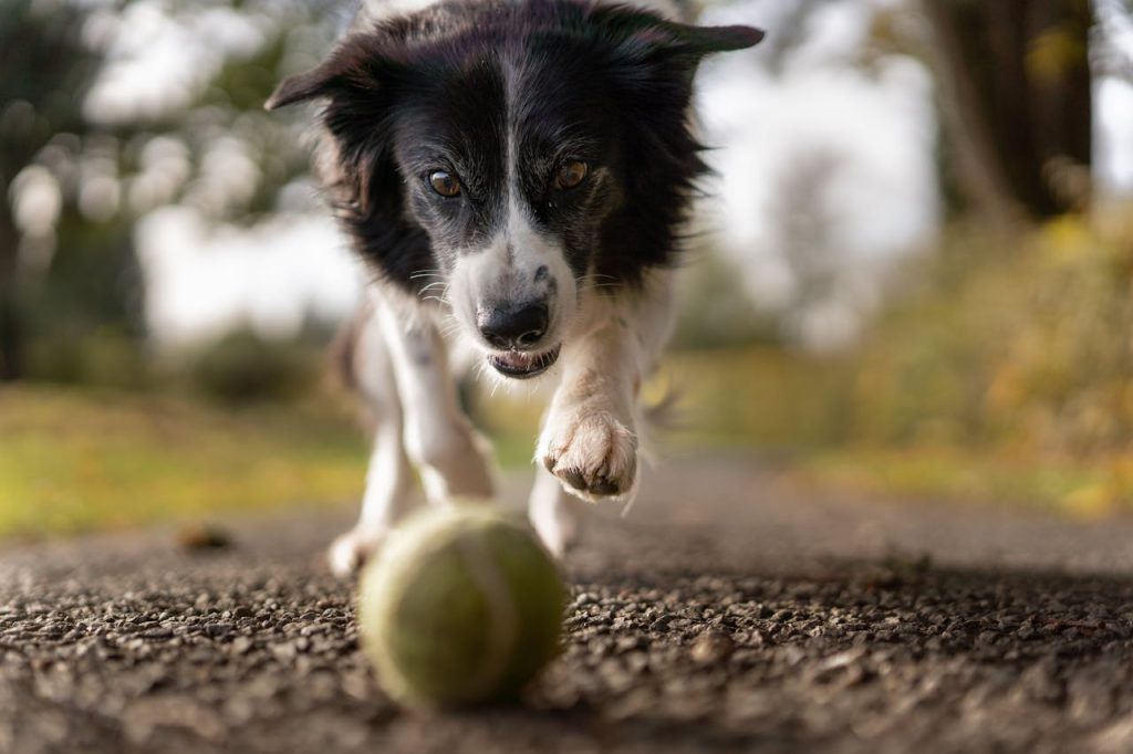 can dogs eat portobello mushrooms