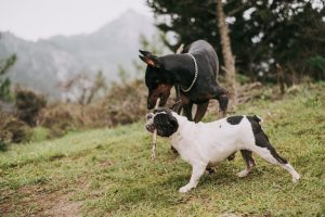 can dogs eat rutabaga