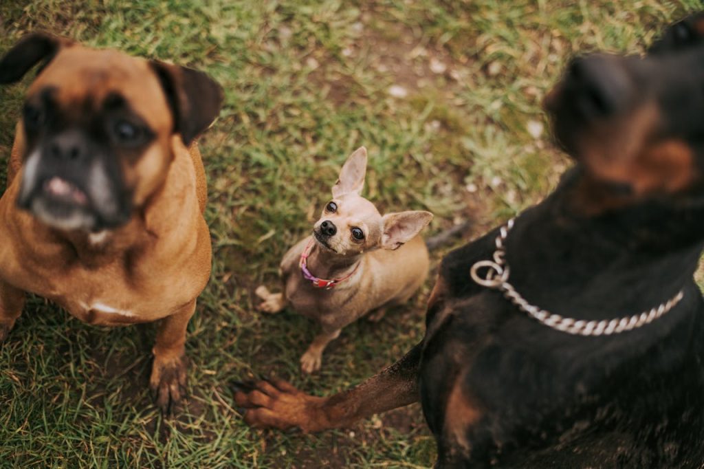 can dogs eat rutabaga