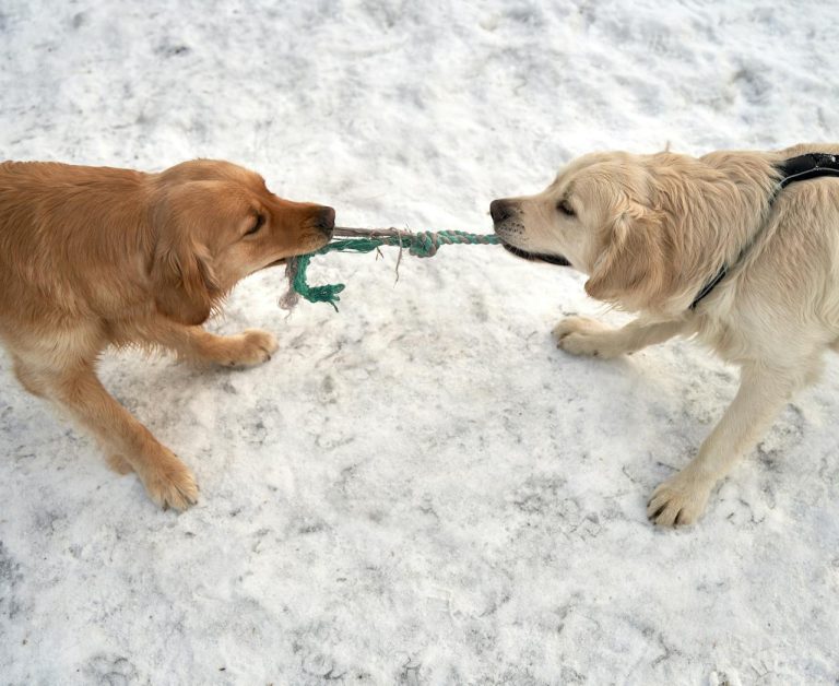 can dogs eat watercress