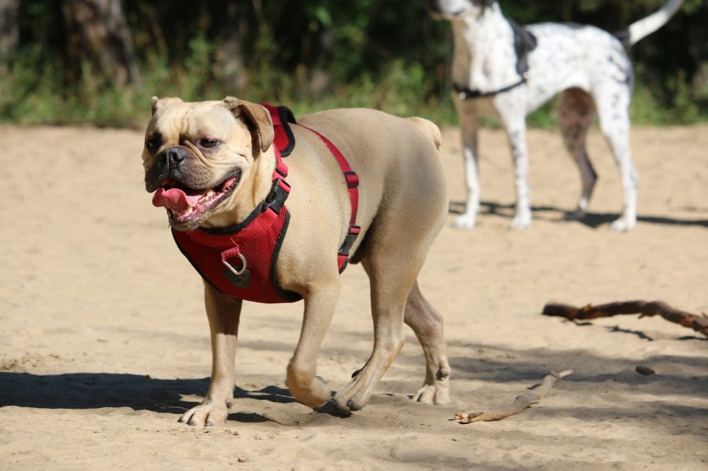 can dogs eat rutabaga