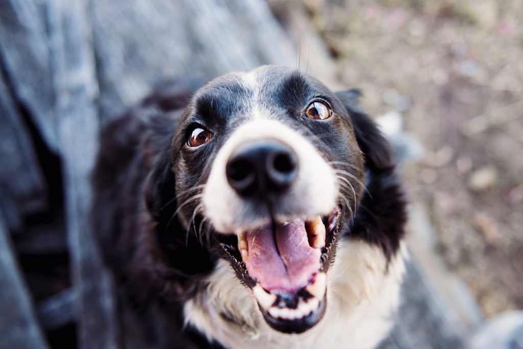 can dogs eat peanut shells