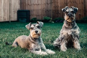 can dogs eat portobello mushrooms