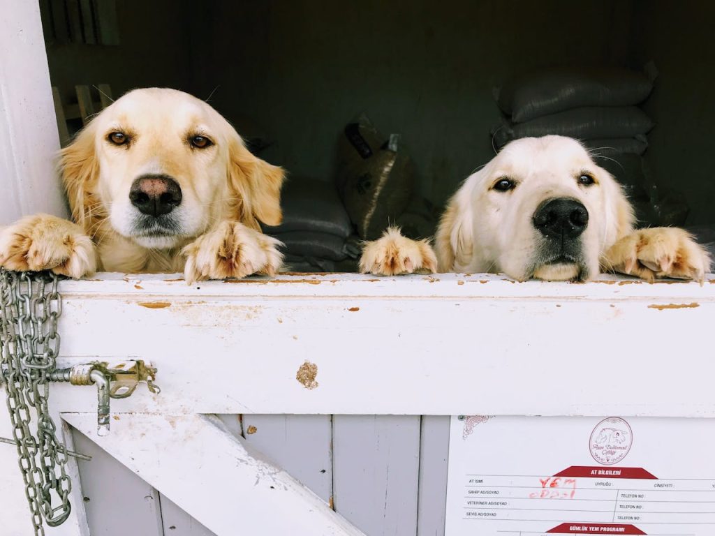 can dogs eat watercress