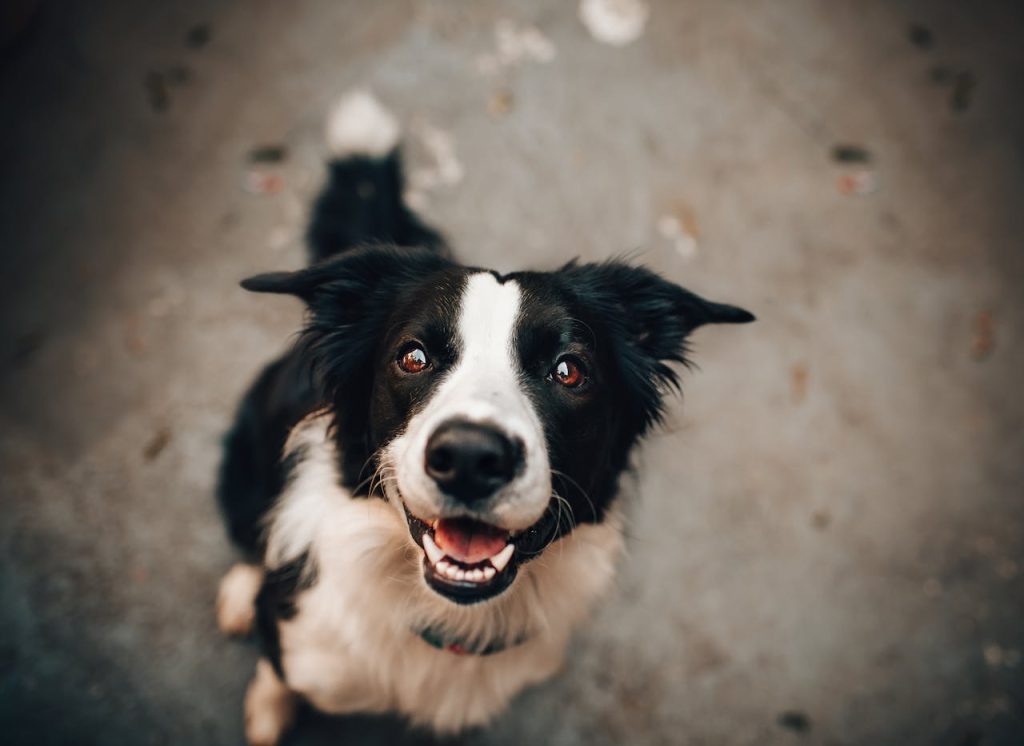 can dogs eat pine nuts