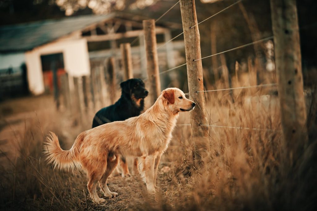 can dogs eat clove powder