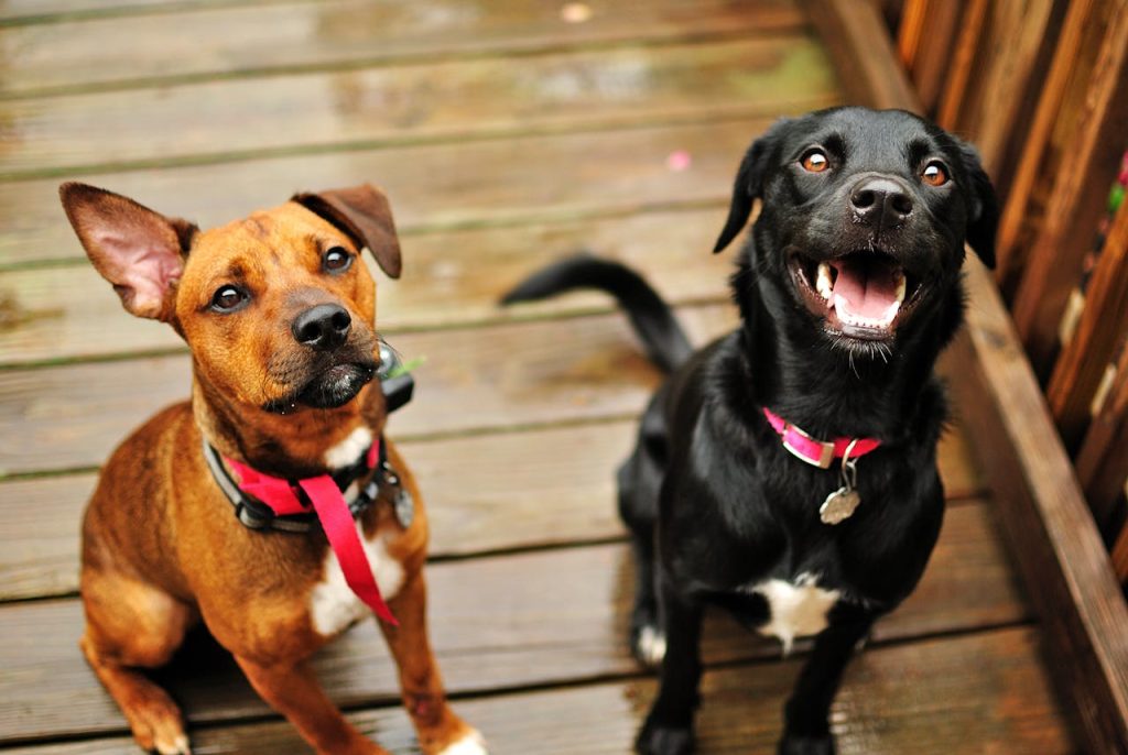 can dogs eat cooked collard greens