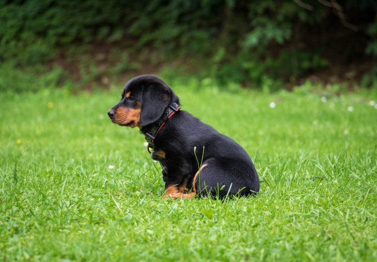 can dogs eat guinea pigs