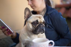 can dog eat mangosteen