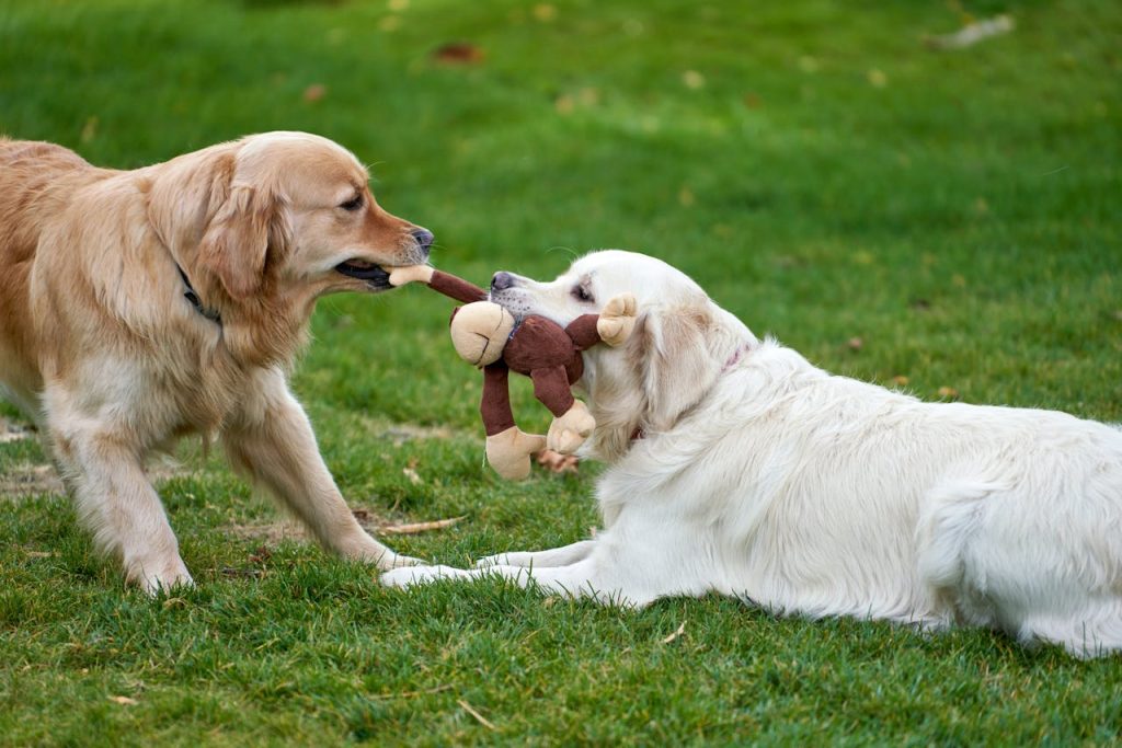 Can Dogs Eat Tuna Fish