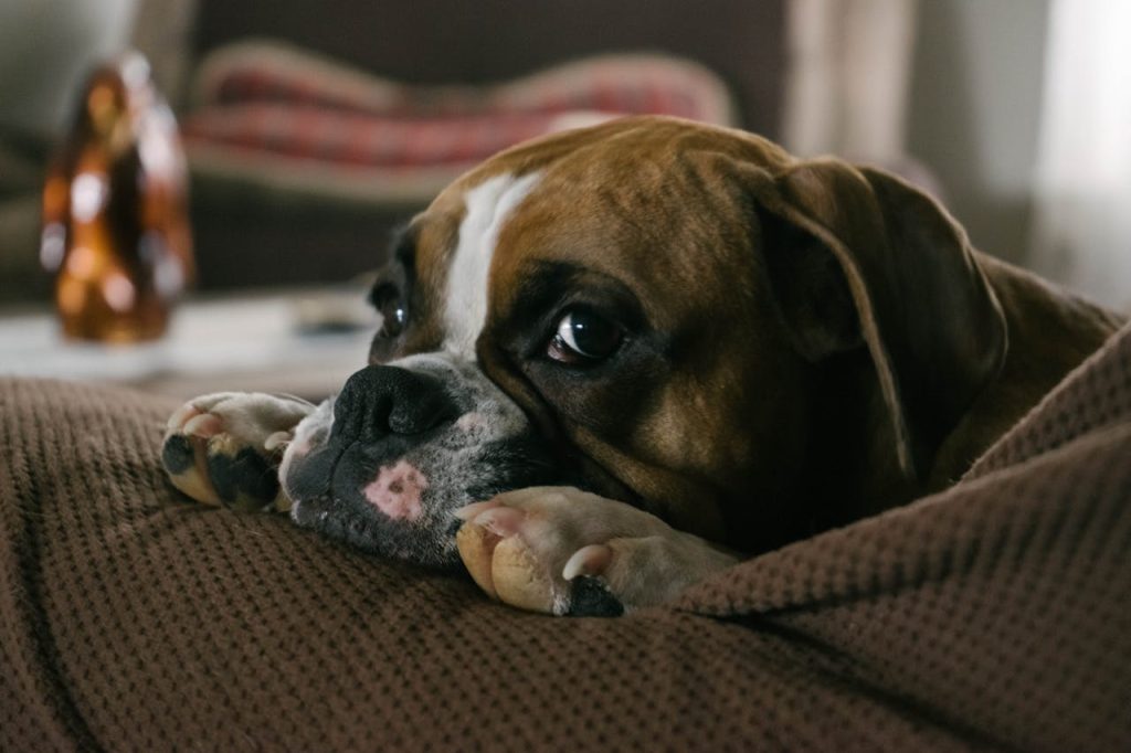 can dogs eat turkey bones?