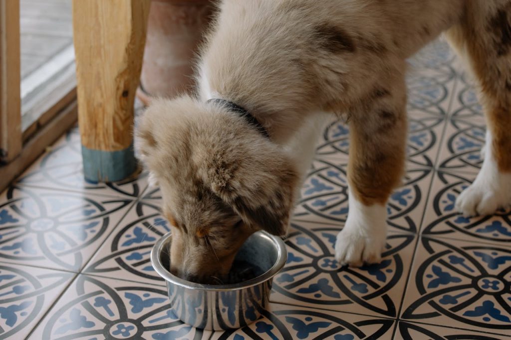 Can Dogs Eat Blue Cheese