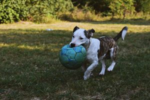 can dogs eat blue cheese