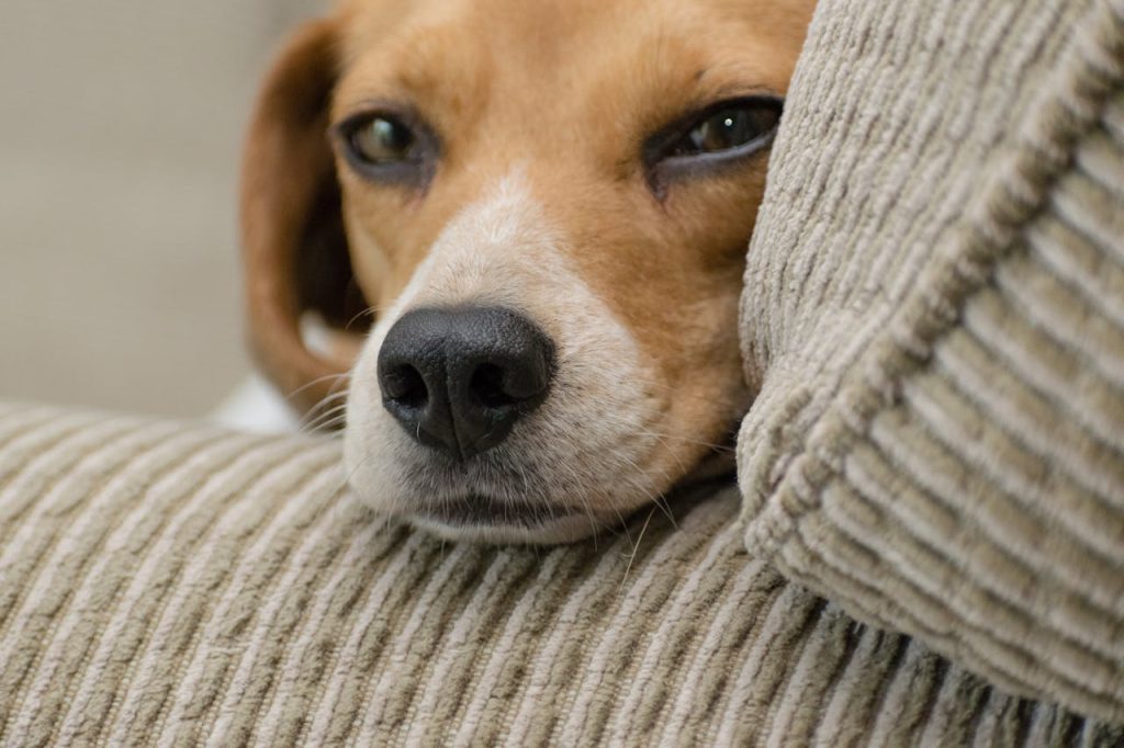 Can Dogs Eat Dried Kiwi