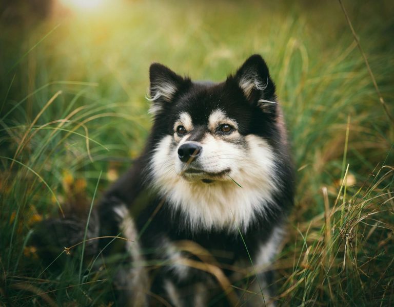 can dogs eat dried kiwi