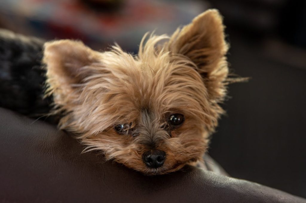 can dogs eat arrowroot