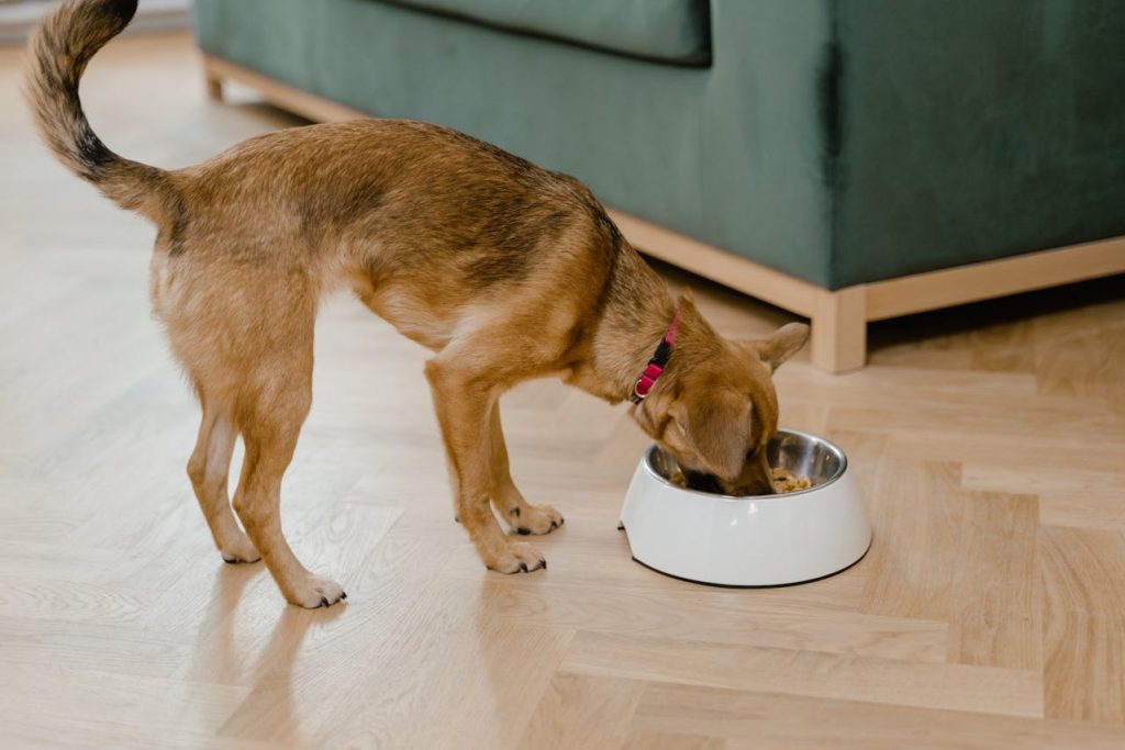 Can Dogs Eat Lotus Seed