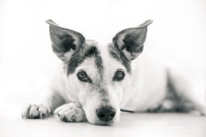 Can Dogs Eat Lotus Seed