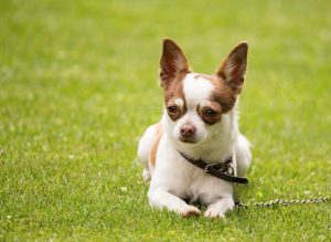 can dog eat bean sprouts