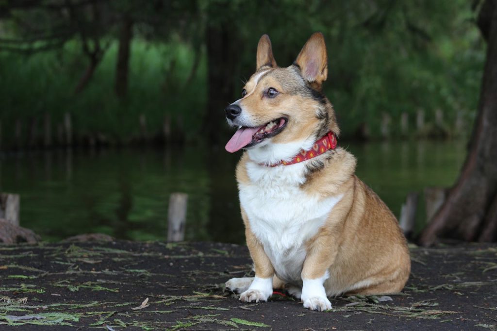 Can Dogs Eat Maple Seeds