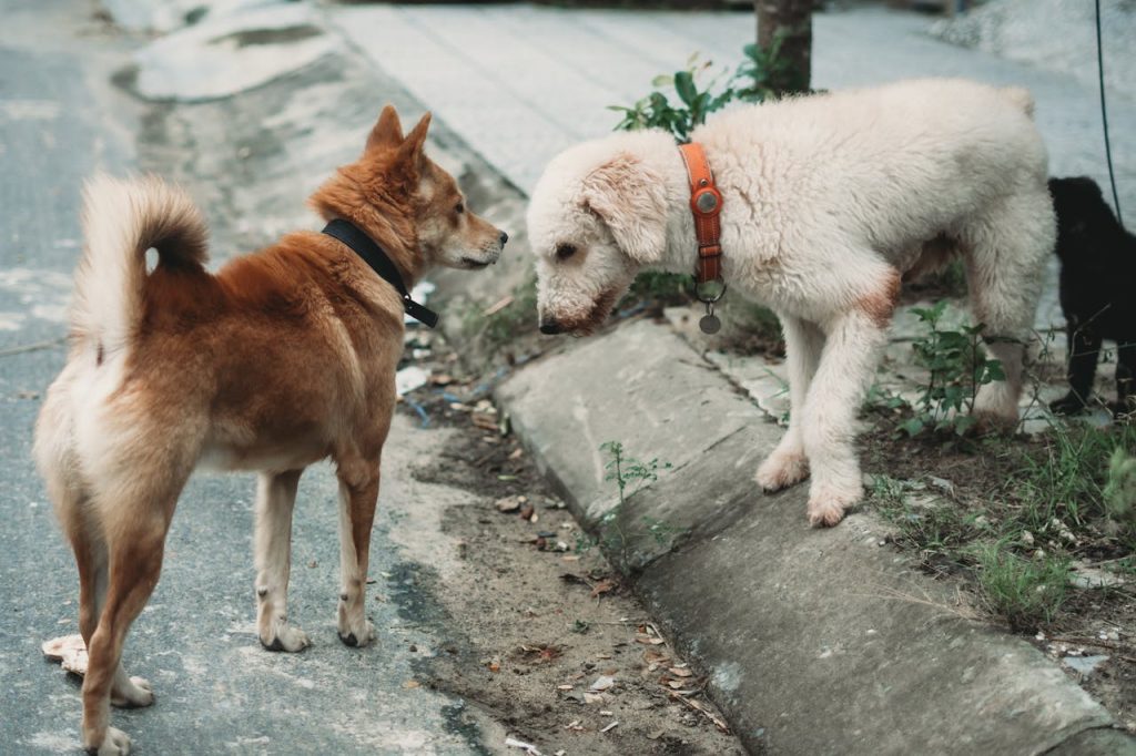 Can Dogs Eat Buckwheat