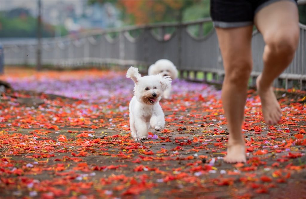 Can Dogs Eat Buckwheat